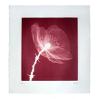 SHOK-1 Masterpeace Red