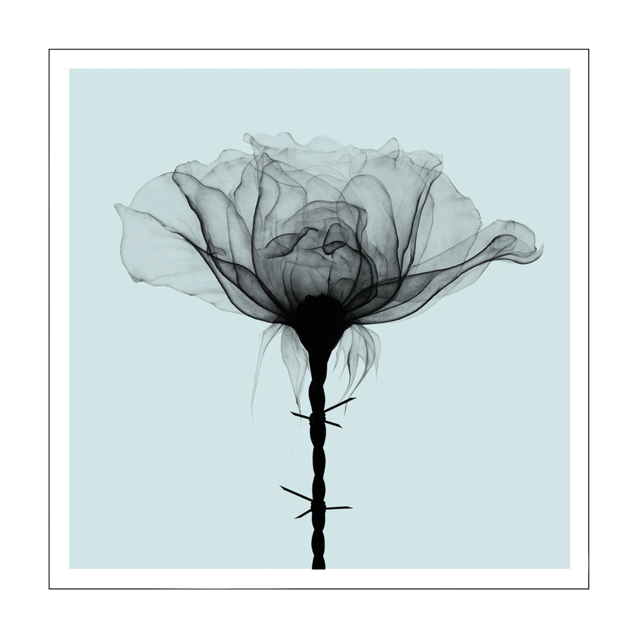 SHOK-1 Thorns Duck Egg Blue Special Print - Wynwood Walls Shop